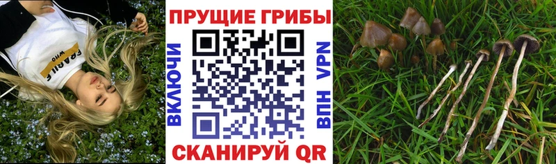 Псилоцибиновые грибы мухоморы  Нальчик 